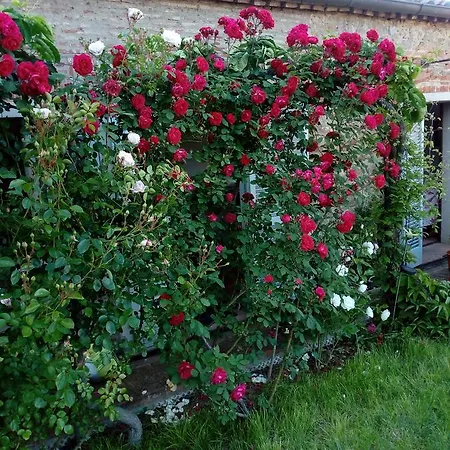 Giardino Luchetti ベッド・アンド・ブレックファスト