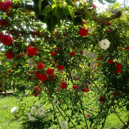 Giardino Luchetti Nocleg ze śniadaniem *