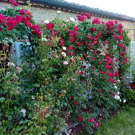 ベッド・アンド・ブレックファスト Giardino Luchetti *