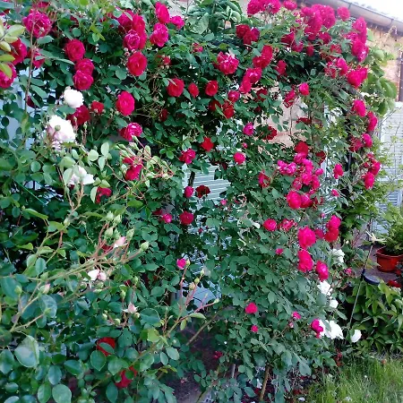Giardino Luchetti *